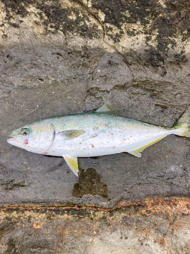 イナダの釣果