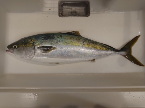 ハマチの釣果