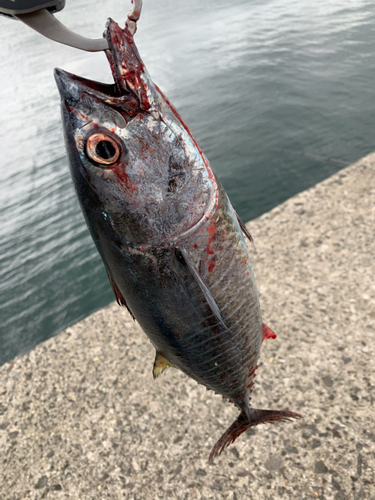 クロマグロの釣果