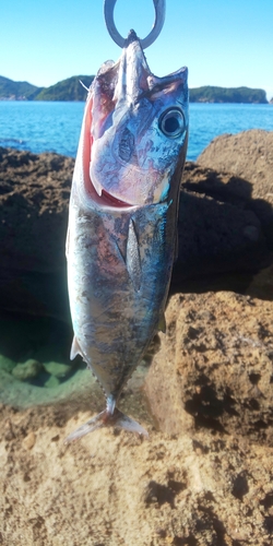 ハガツオの釣果