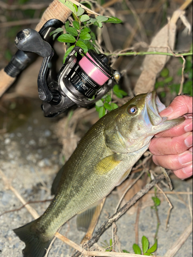 ラージマウスバスの釣果