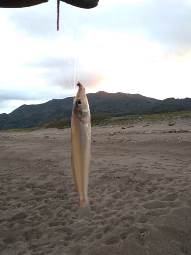 シロギスの釣果