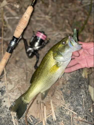 ラージマウスバスの釣果