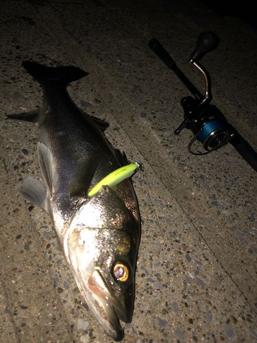 シーバスの釣果