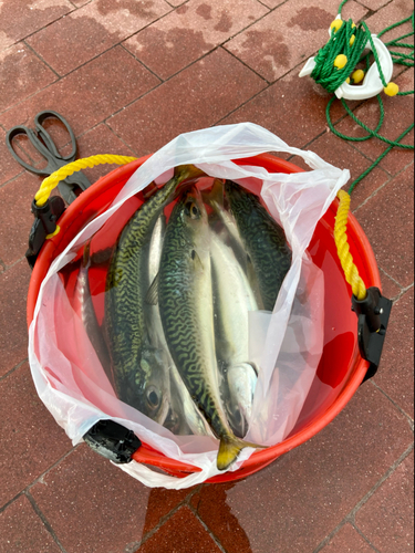 サバの釣果