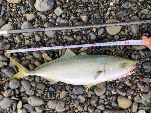 イナダの釣果