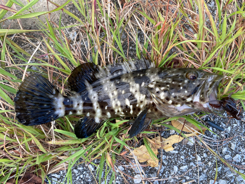 ハタの釣果