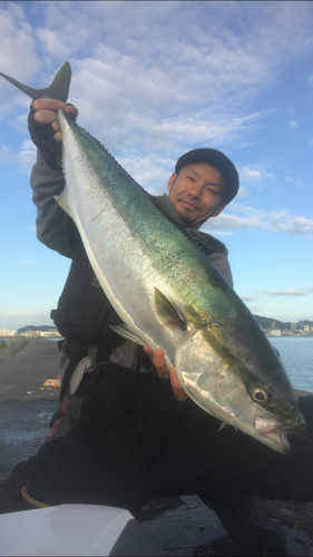 ブリの釣果