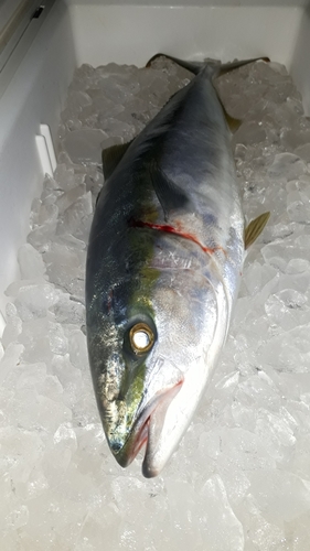 釣果