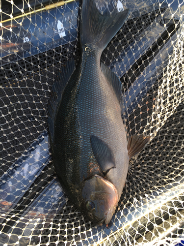 オナガグレの釣果