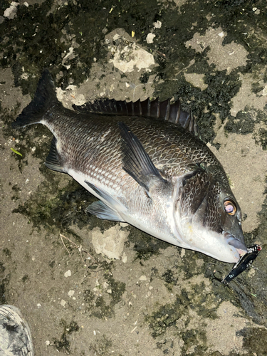 チヌの釣果