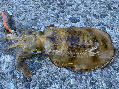 アオリイカの釣果