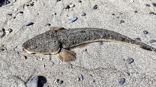 コチの釣果