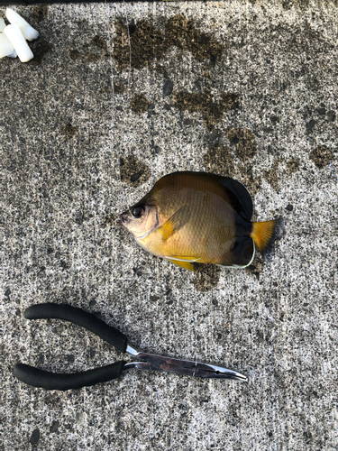 シラコダイの釣果