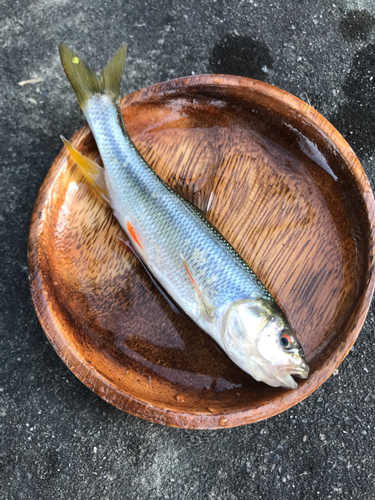 カワムツの釣果