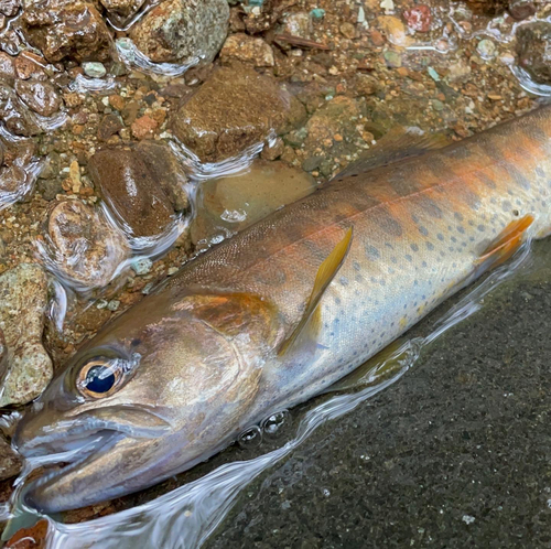 ヤマメの釣果