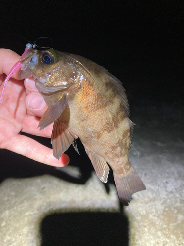 メバルの釣果