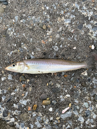 シロギスの釣果