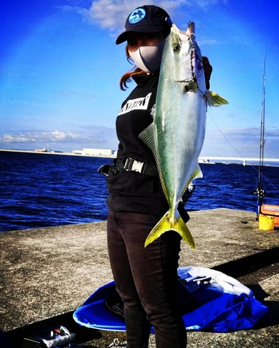 ハマチの釣果