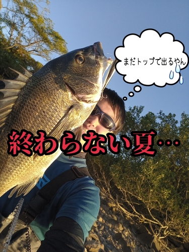 チヌの釣果