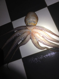 タコの釣果