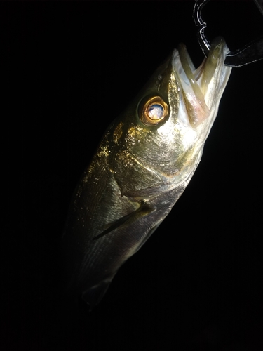 セイゴ（マルスズキ）の釣果