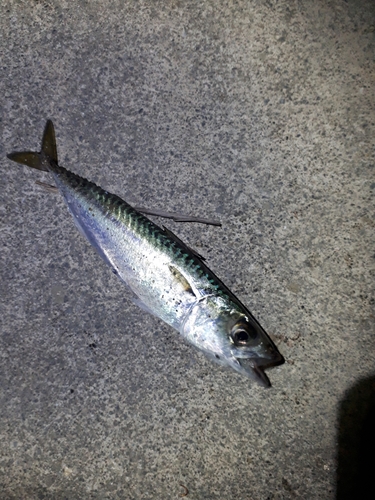 サバの釣果