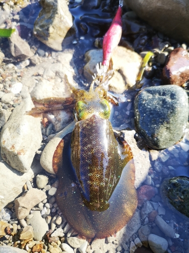 アオリイカの釣果