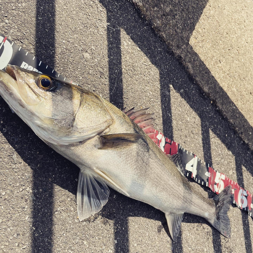 シーバスの釣果