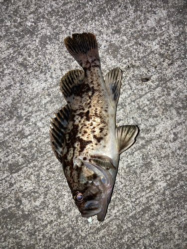 クロソイの釣果