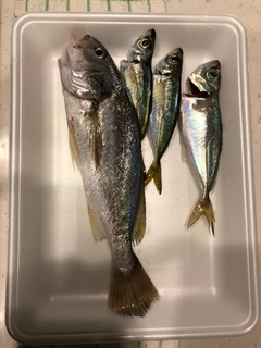 イシモチの釣果