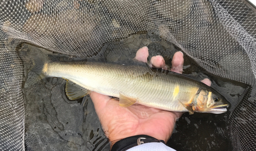 アユの釣果