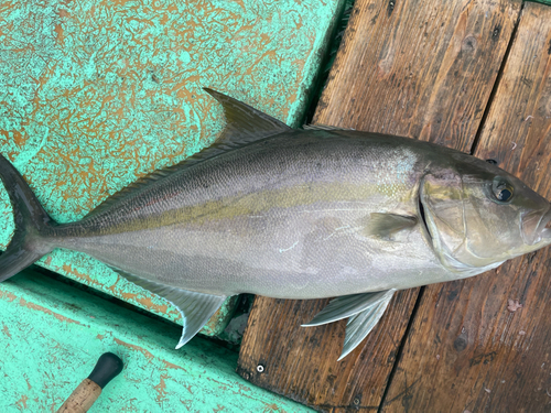 ヒレナガカンパチの釣果