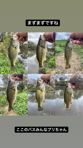 ブラックバスの釣果