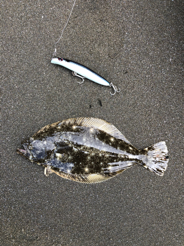 ヒラメの釣果