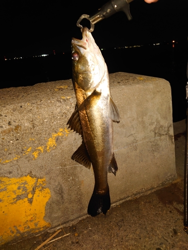 シーバスの釣果