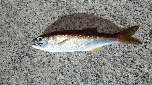 ムツの釣果