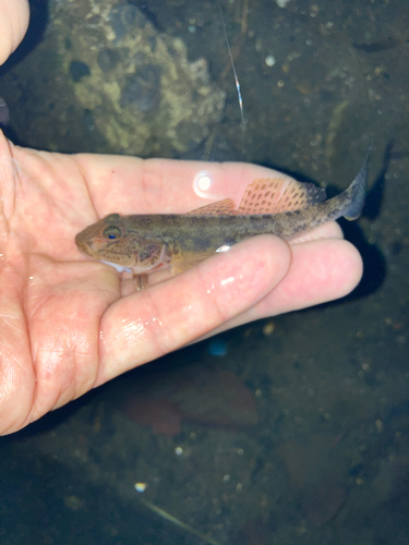 マハゼの釣果