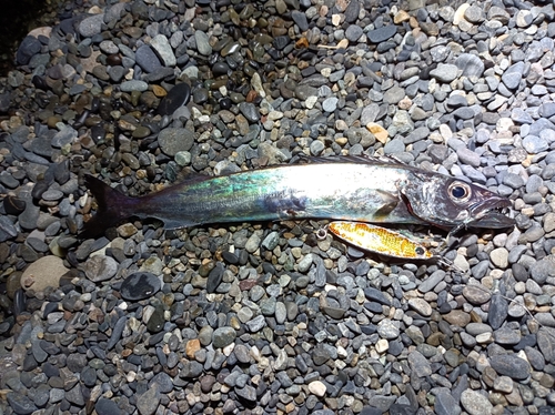 クロシビカマスの釣果