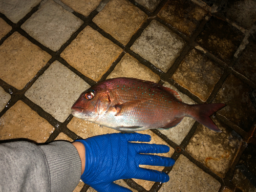 マダイの釣果