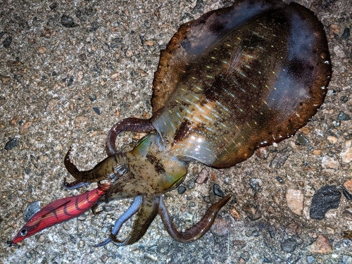 アオリイカの釣果