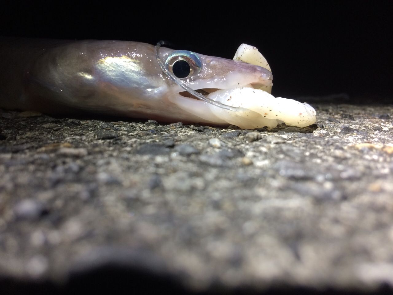 クロアナゴ