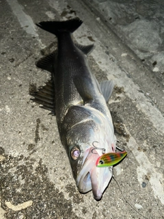 シーバスの釣果