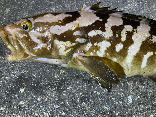 クエの釣果