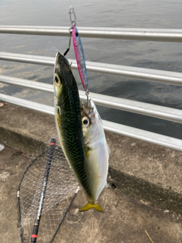 サバの釣果