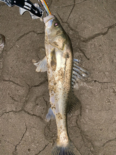 タイリクスズキの釣果