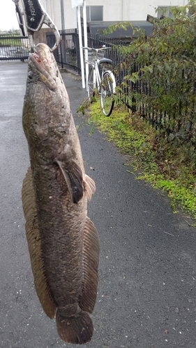 ライギョの釣果