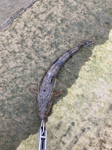 マゴチの釣果