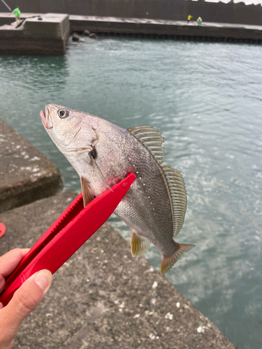 イシモチの釣果