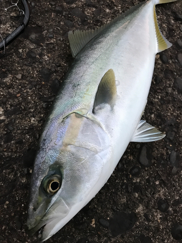 イナダの釣果